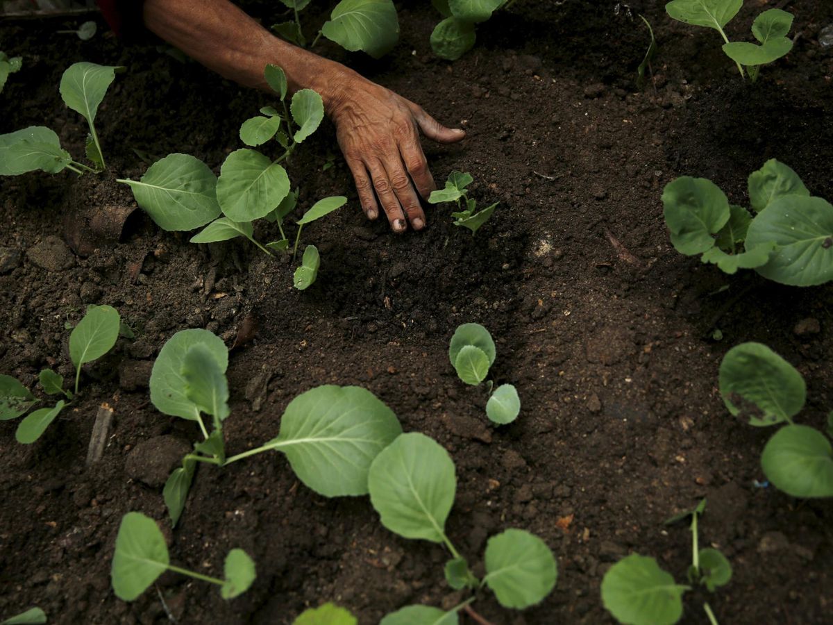 Foto: La agricultura regenerativa promueve el respeto a la tierra (Reuters/Pilar Olivares)