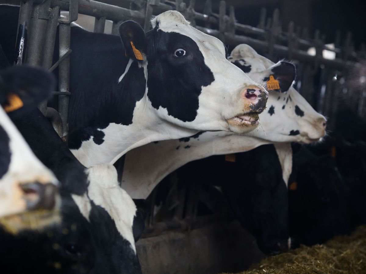 Foto: Una vaca en una imagen de archivo. (Carlos Castro/Europa Press)