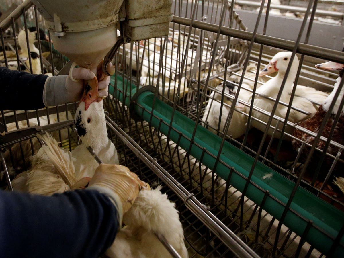 Foto: Aseguran que la alimentación forzosa de los animales es una forma de tortura (Reuters/Regis Duvignau)