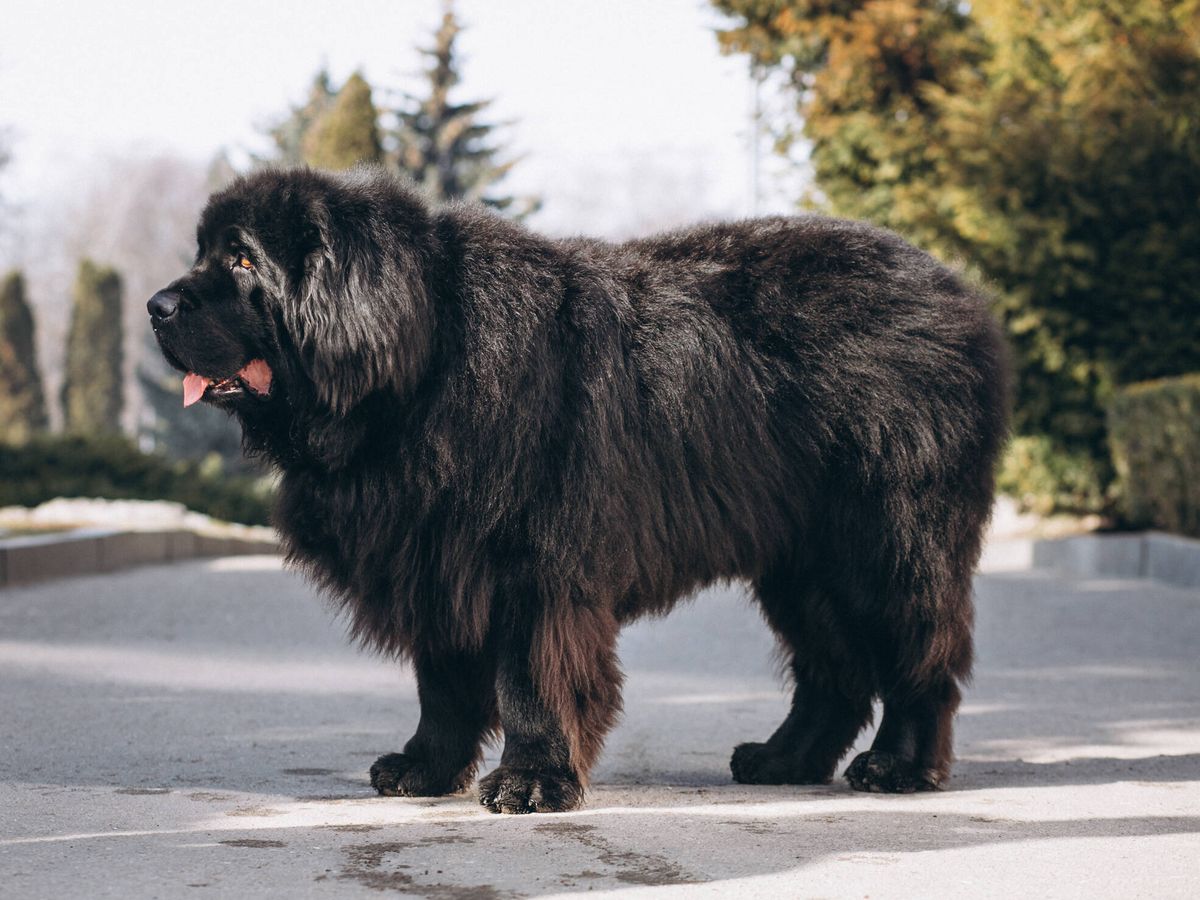 Foto: El mastín tibetano es uno de los perros más caros del mundo... y se parece mucho a un oso (Senivpetro para Freepik)