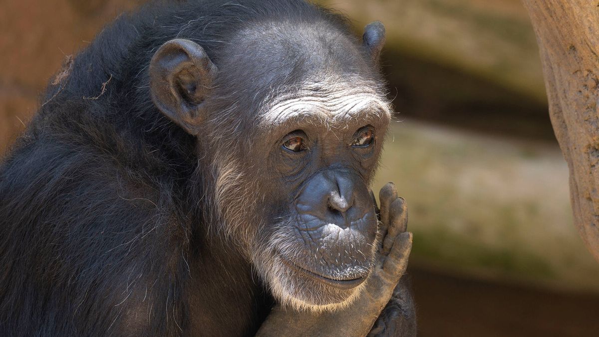 La 'reprogramación' de Julieta: aprender a ser chimpancé tras 30 años como atracción turística