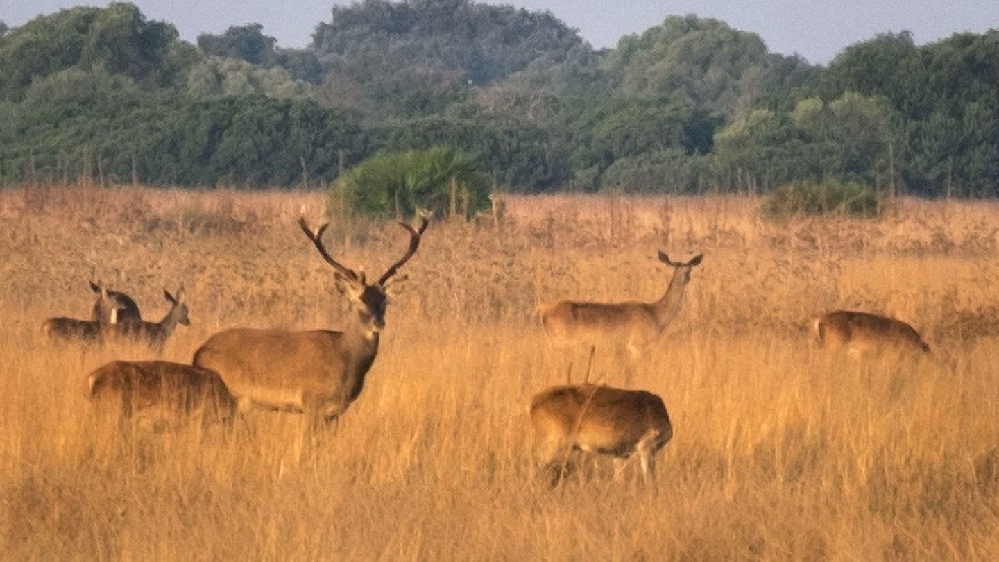 Grupo de ciervos en Doñana (EFE Julián Pérez)