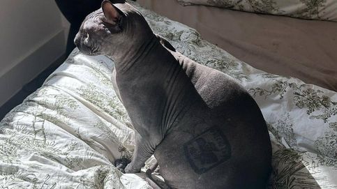 El gato egipcio tatuado que fue rescatado de los narcos en una cárcel mexicana y ahora vive en Texas