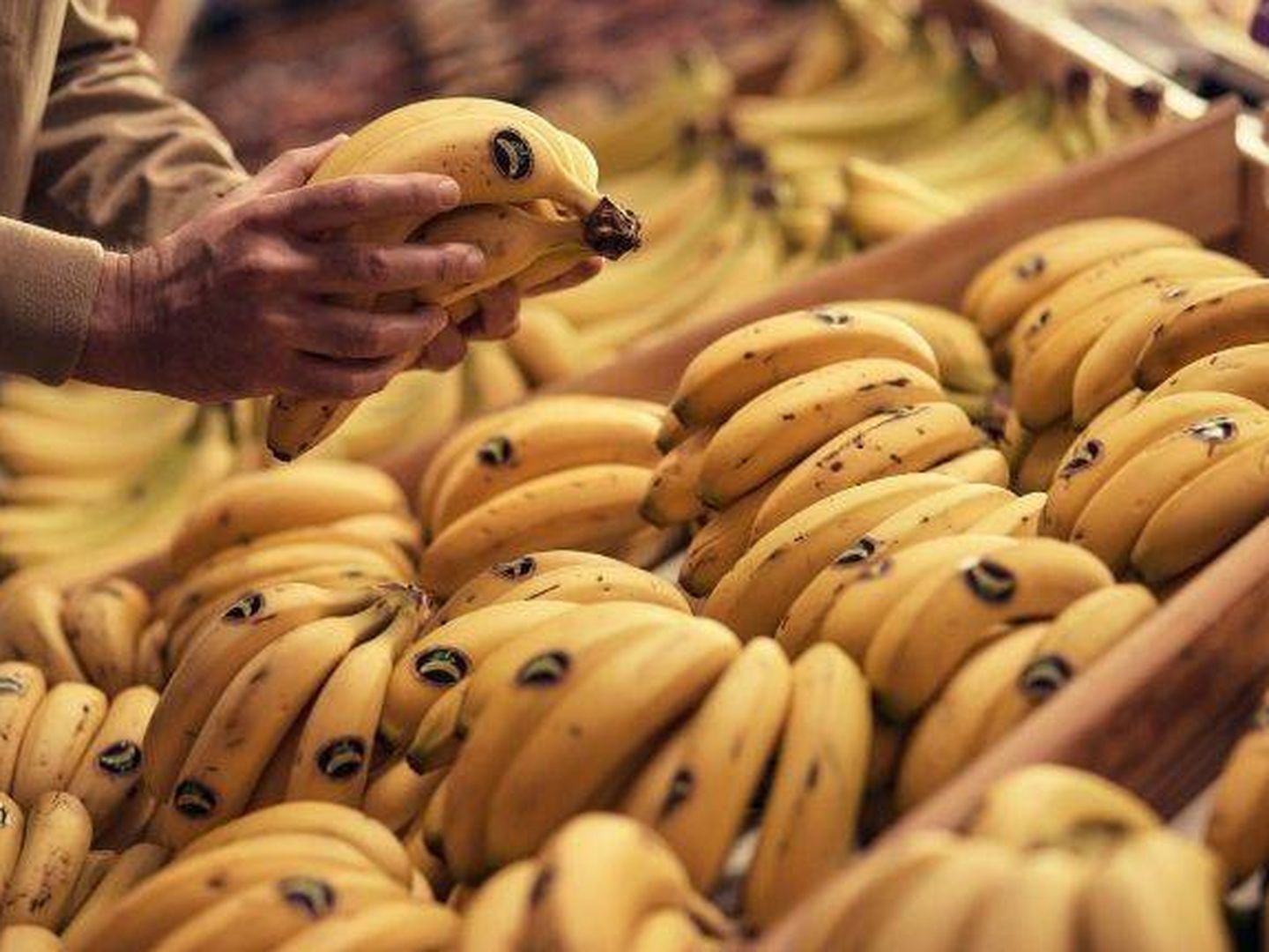 Foto: Banco de imágenes de Plátano de Canarias.