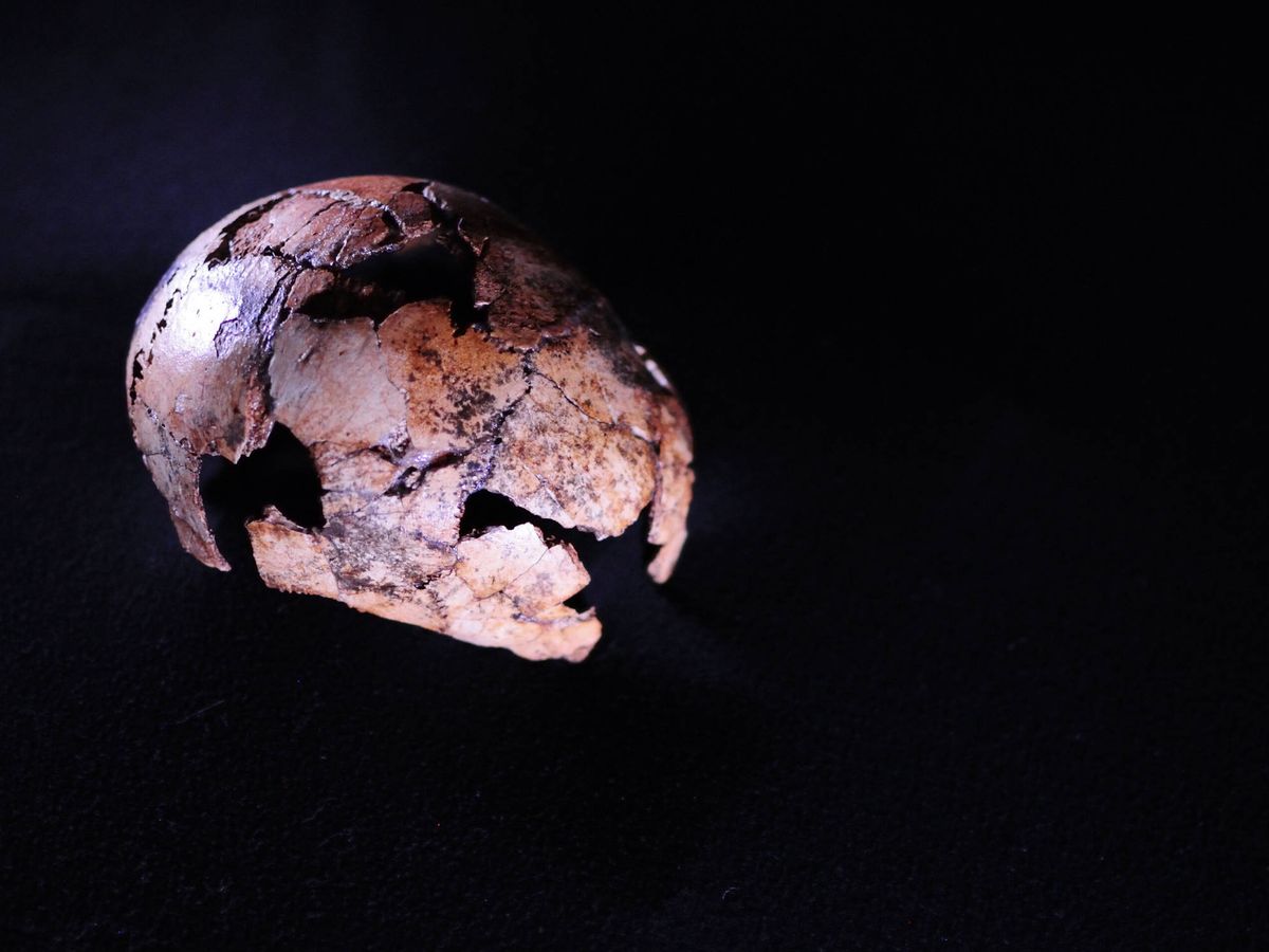 Foto: Cráneo DNH 134 de Homo erectus, encontrado en Sudáfrica. Foto: Universidad de Johannesburgo