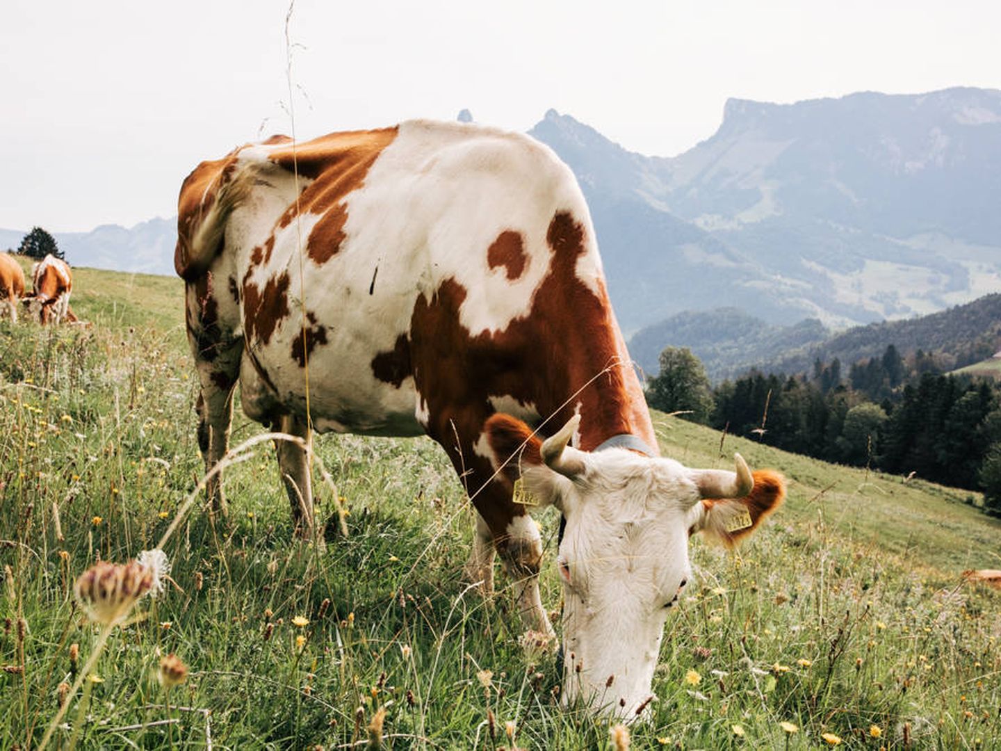 Vacas de Suiza.