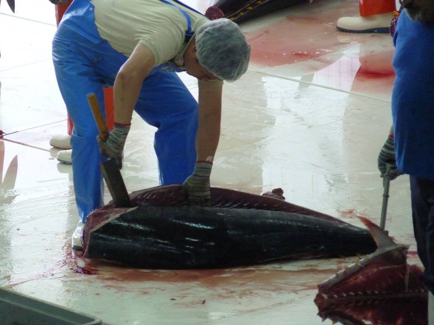 Experto japonés en el ronqueo despieza atún rojo en Barbate tras la matanza en la almadraba. (M. García Rey / ICIJ)