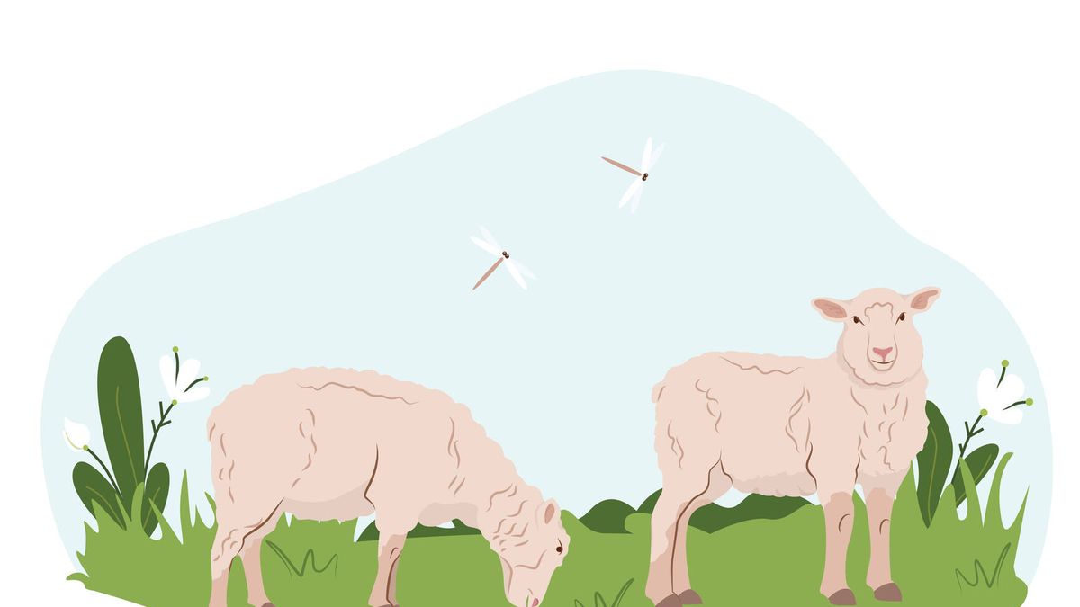¿Por qué contamos ovejas cuando no podemos dormir? Misterio resuelto
