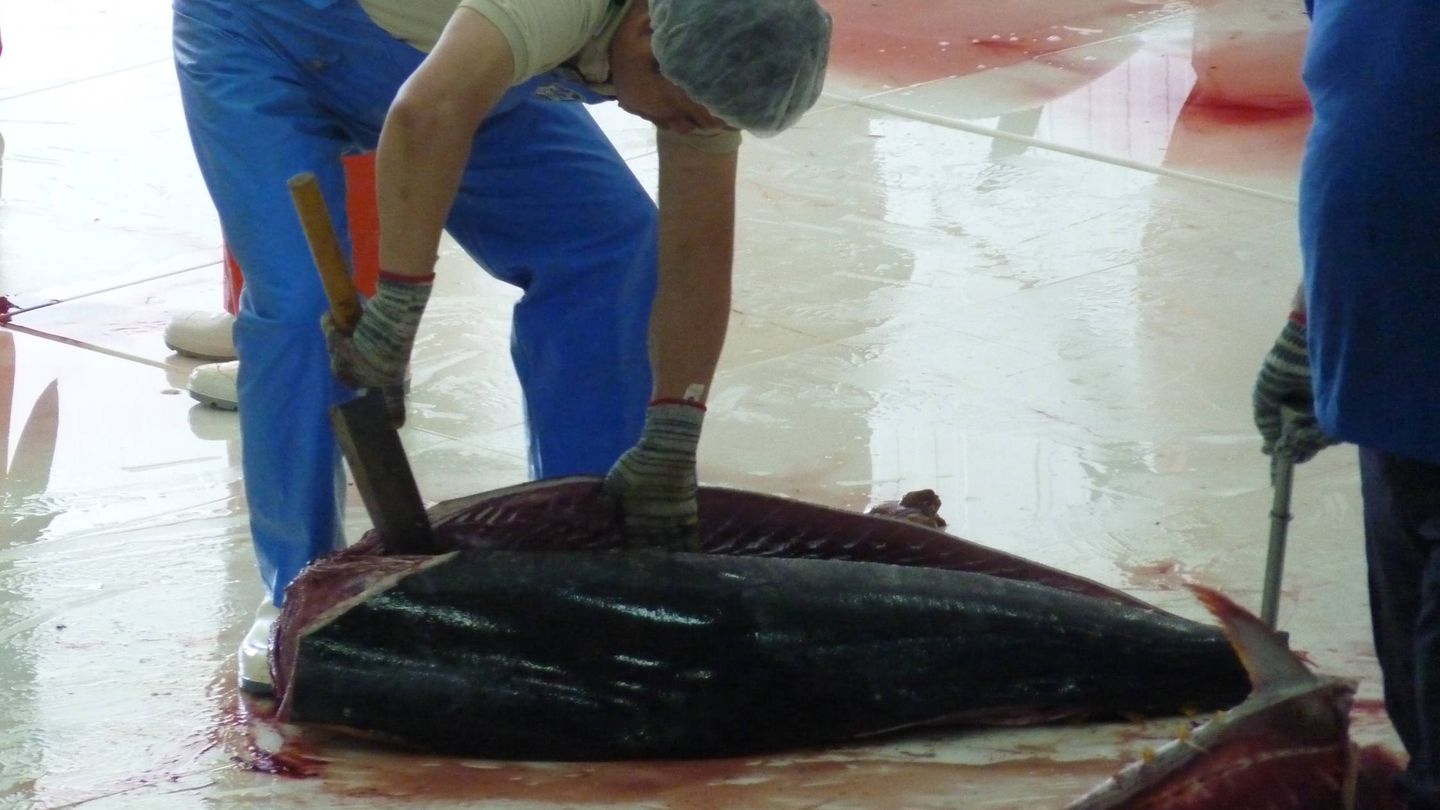 Experto japonés en el ronqueo despieza atún rojo en Barbate tras la matanza en la almadraba. (M. García Rey / ICIJ)