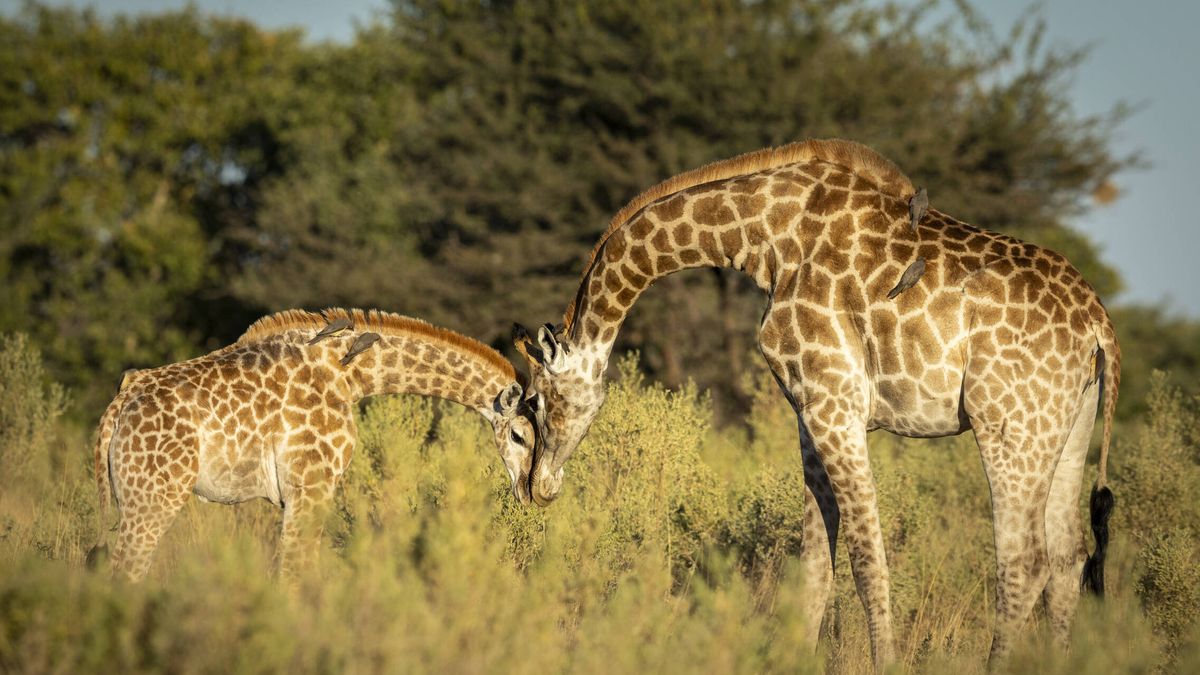 Cómo duermen las jirafas y otras diez curiosidades de este animal 