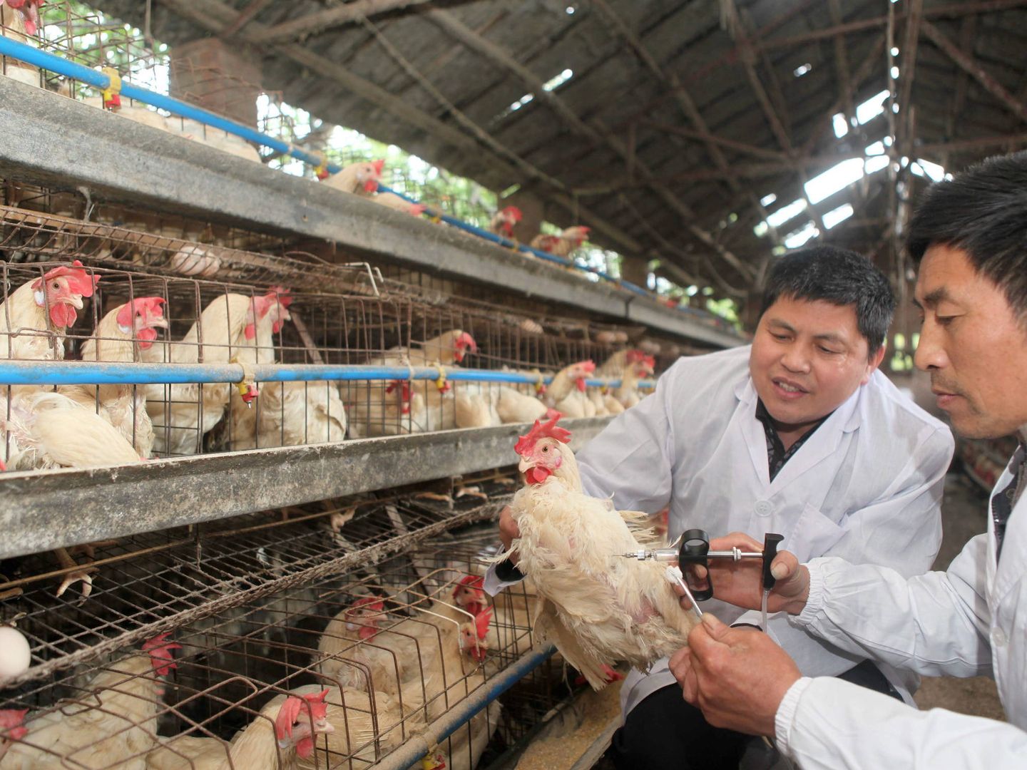 Una gallina recibe la vacuna contra la gripe H5N1 en una granja de Chongqing, China (EFE/EPA/SI CHUAN)