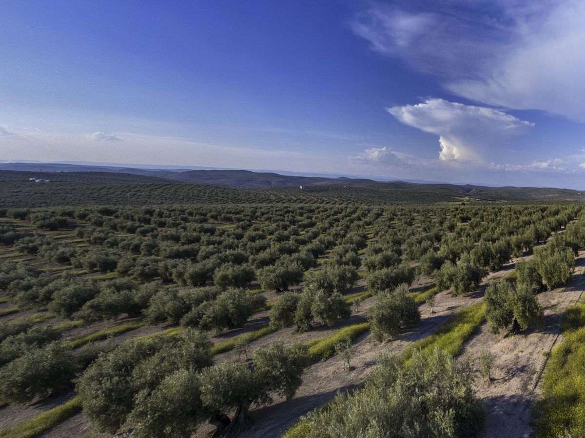 Foto: Imagen panorámica en un olivar de Jaén. (EFE/José Manuel Pedrosa)