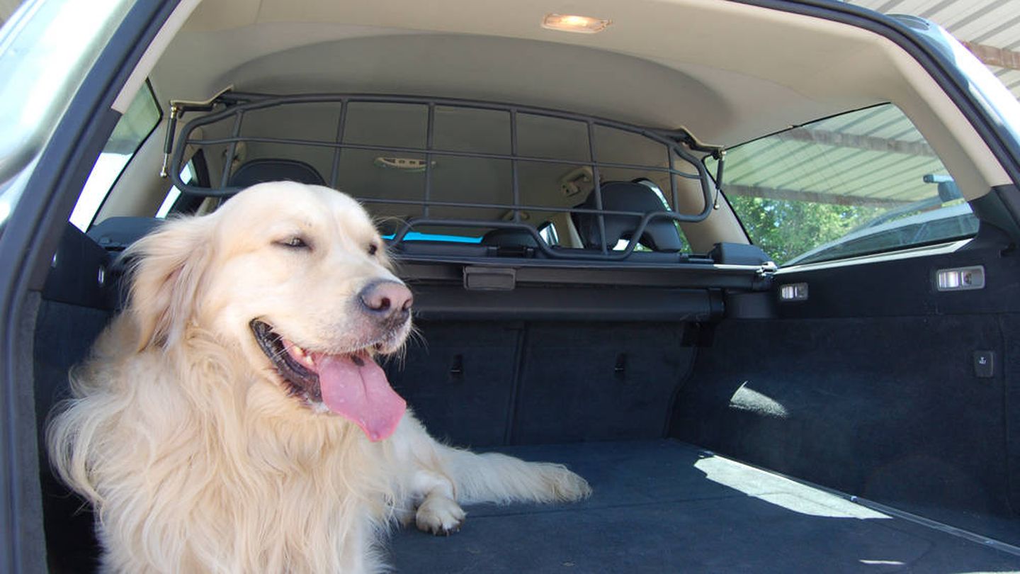 Las barras de separación son indispensables si el animal viaja en el maletero (Foto: Race/Royal Canin)