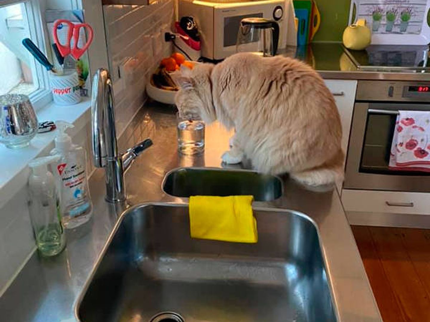 El felino recibe atenciones en cualquier casa en la que entra (Foto: Facebook/The Wondrous Adventures of Mittens)
