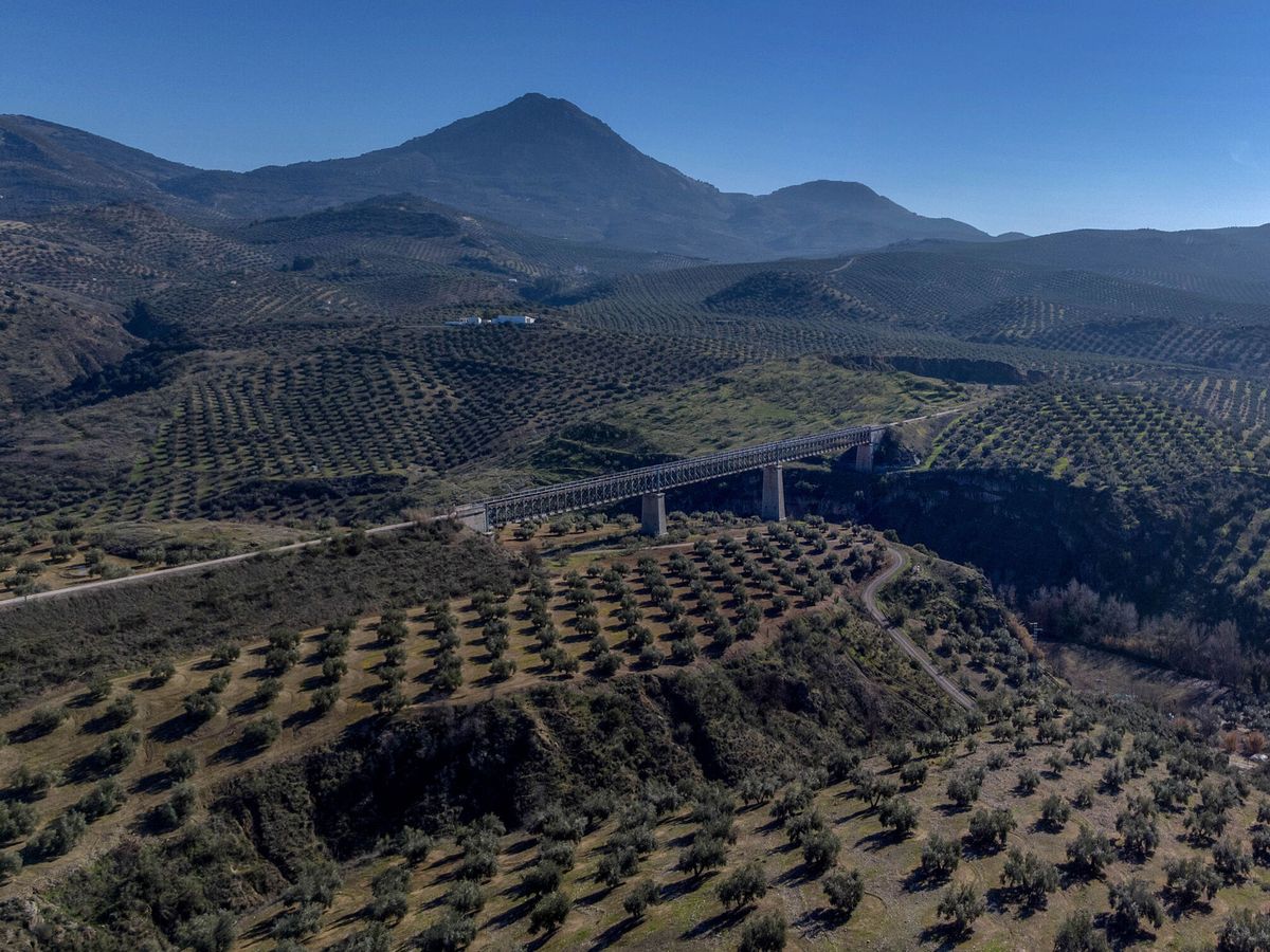 Foto: Una zona de olivares en Jaén. (EFE/José Manuel Pedrosa)