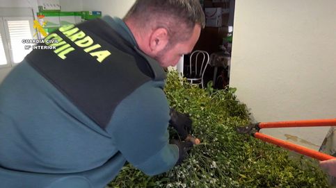 La Guardia Civil incauta un total de 300 kilos de muérdago recolectado sin autorización