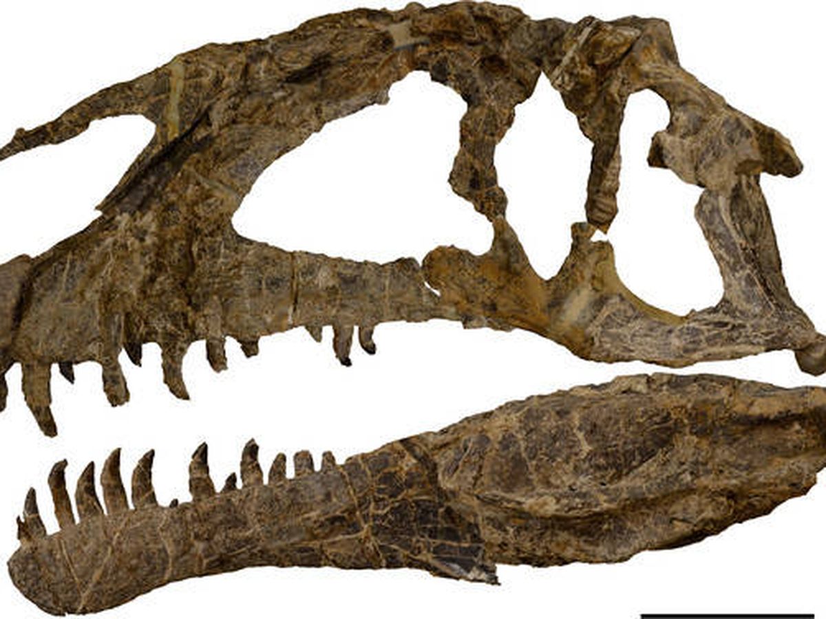 Foto: Cráneo del 'Asfaltovenator Vialidadi'. (Museo Paleontológico Egidio Feruglio)