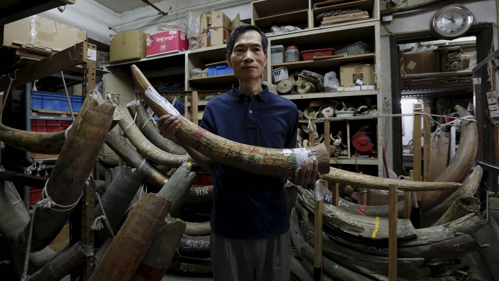 Foto: Un trabajador de un establecimiento de artesanía muestra un colmillo de elefante, en Hong Kong, en octubre de 2015. (Reuters) 
