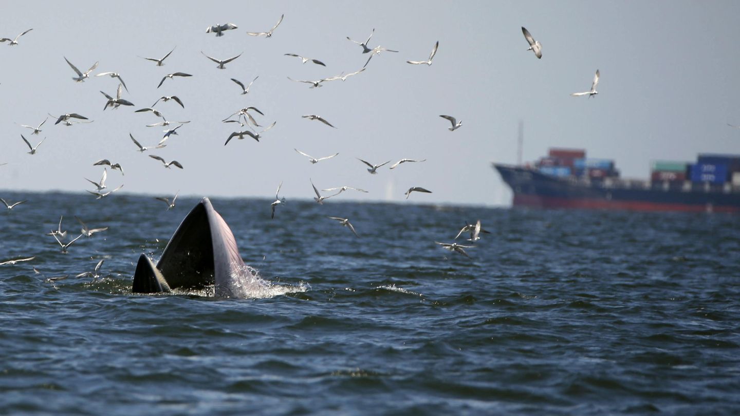 Una ballena alimentándose al paso de un buque mercante (EFE/R.Yongrit)