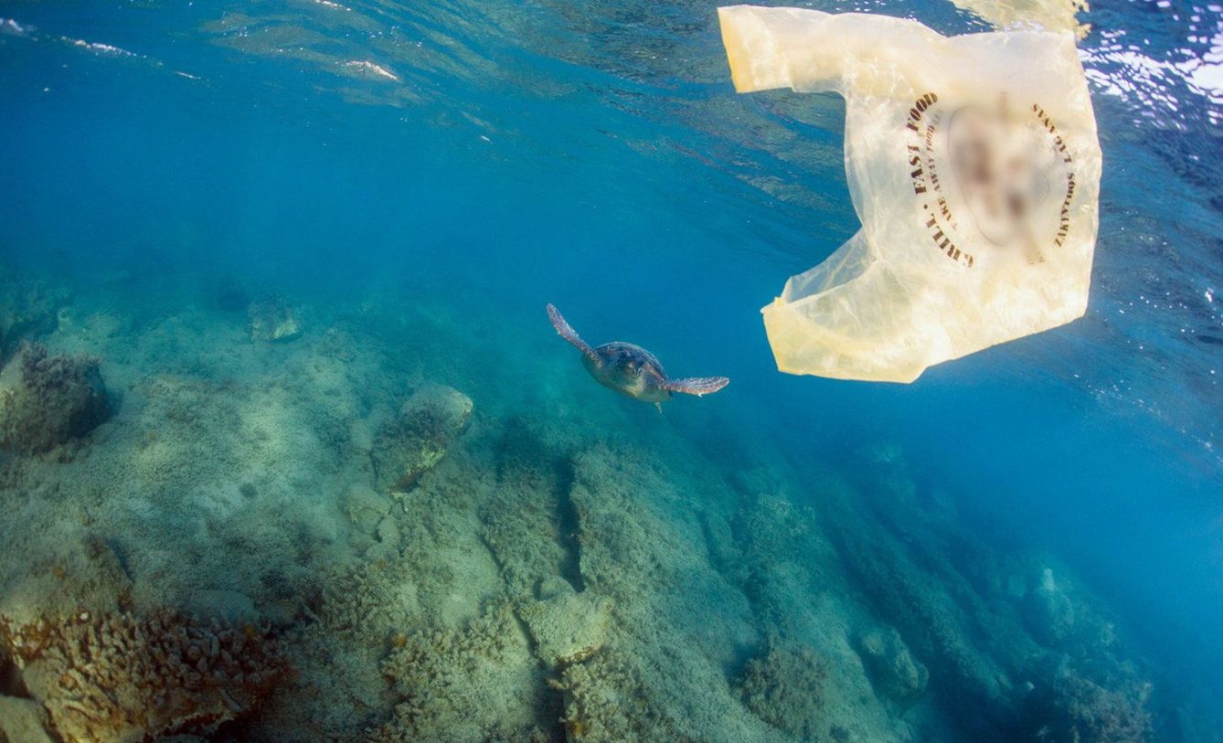 Las bolsas de plástico son causa de muerte para muchas tortugas que las confunden con medusas. (EFE)
