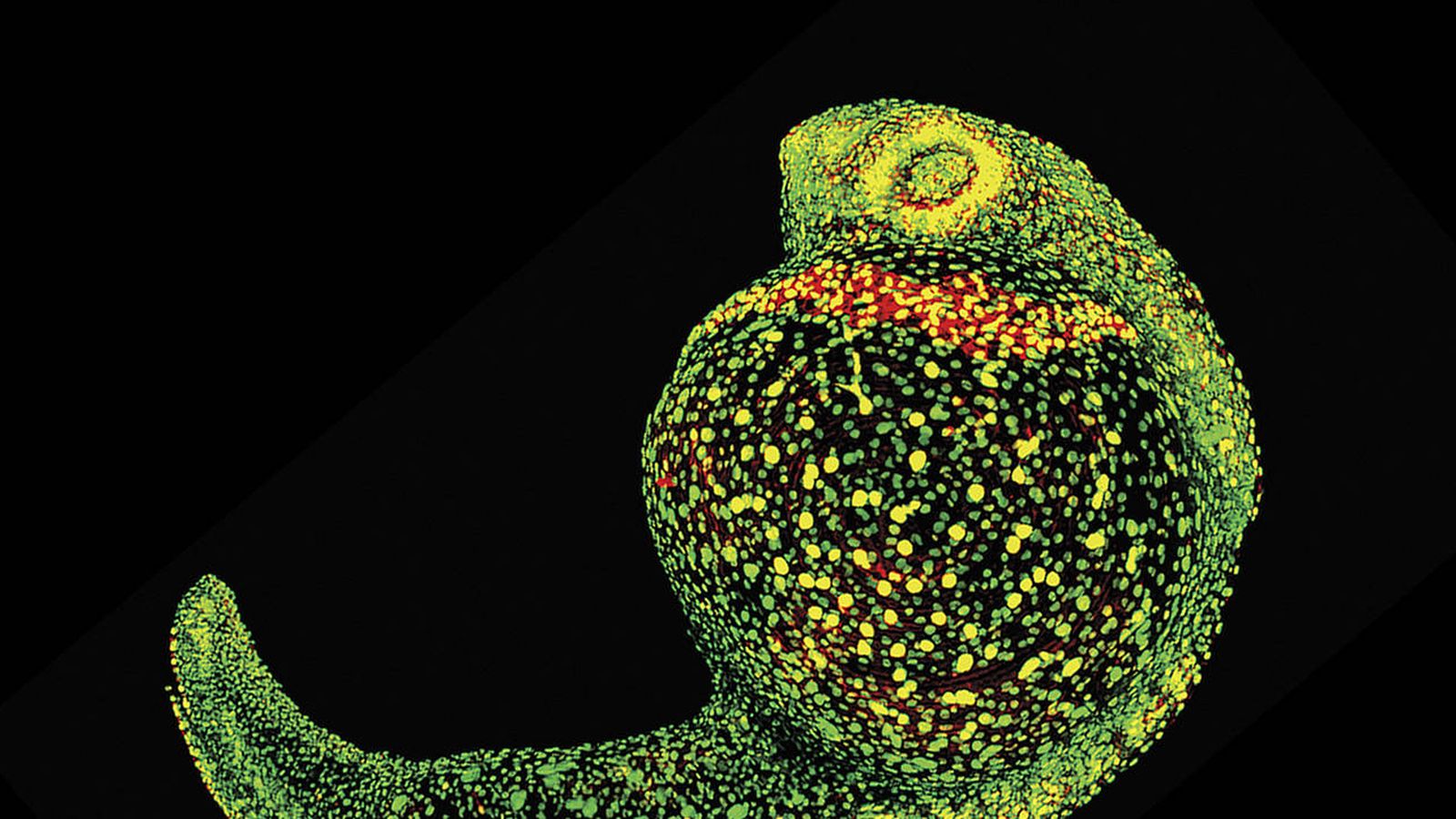 Foto: Un pez cebra con sus células mapeadas (Daniel Wagner/Harvard Medical School)