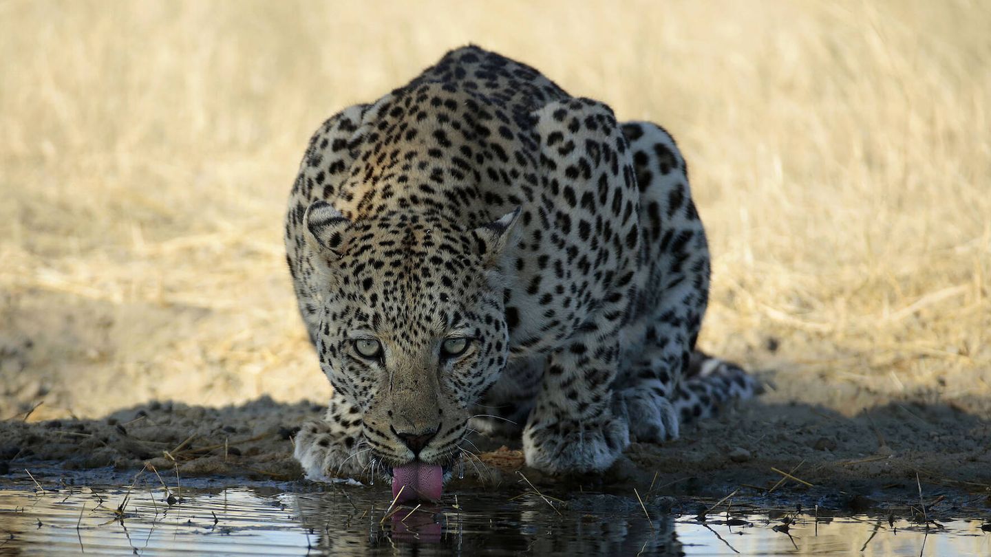 Leopardo saciando su sed en las charcas del Kalahari. (Andoni Canela)