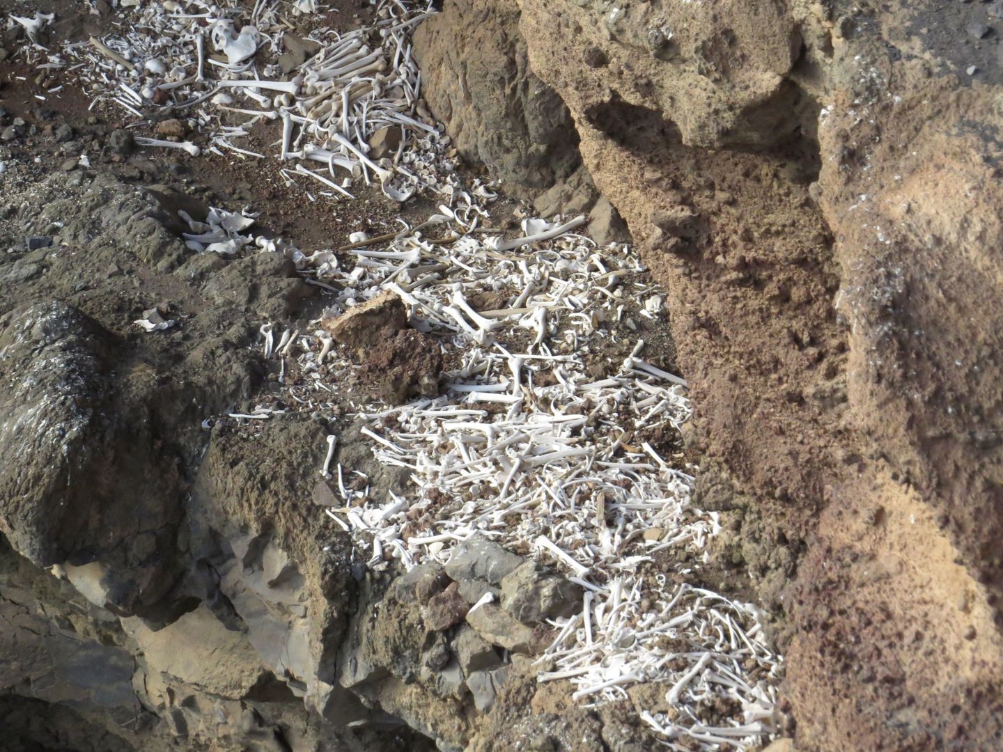 Así es la cueva donde se han encontrado los huesos. (Cabildo de Gran Canaria)