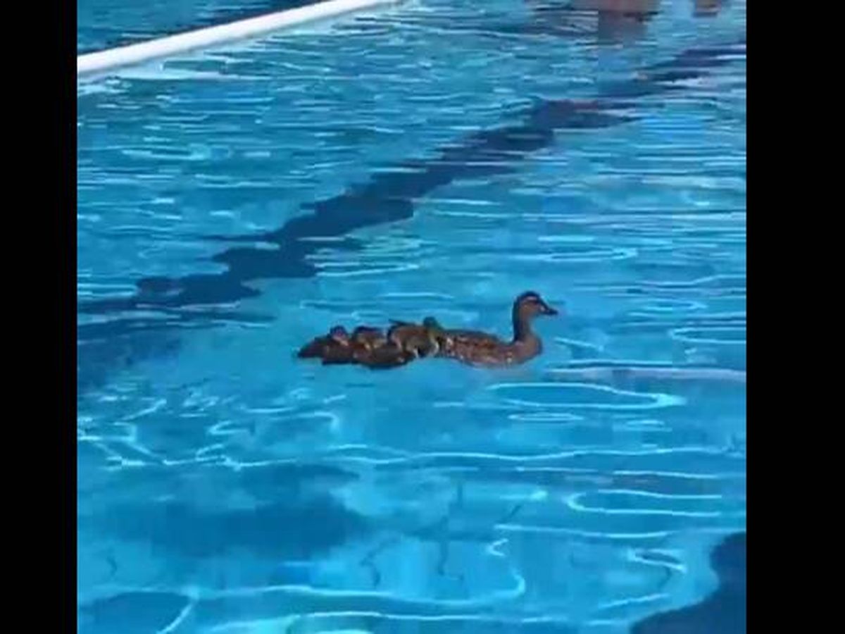 Foto: Los bañistas de la piscina municipal de Seu d'Urgell fueron testigos de unos invitados muy particulares (X/@mariadelaseu)