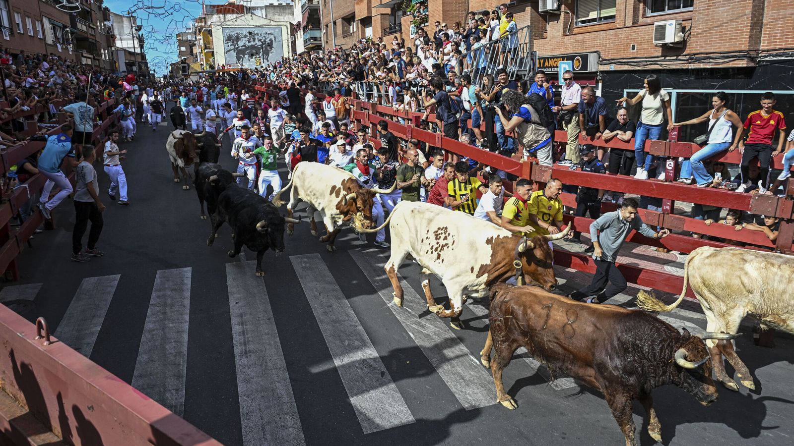 Diez heridos en el primer encierro de San Sebastián de los Reyes (Madrid), que ha contado con 1.800 corredores