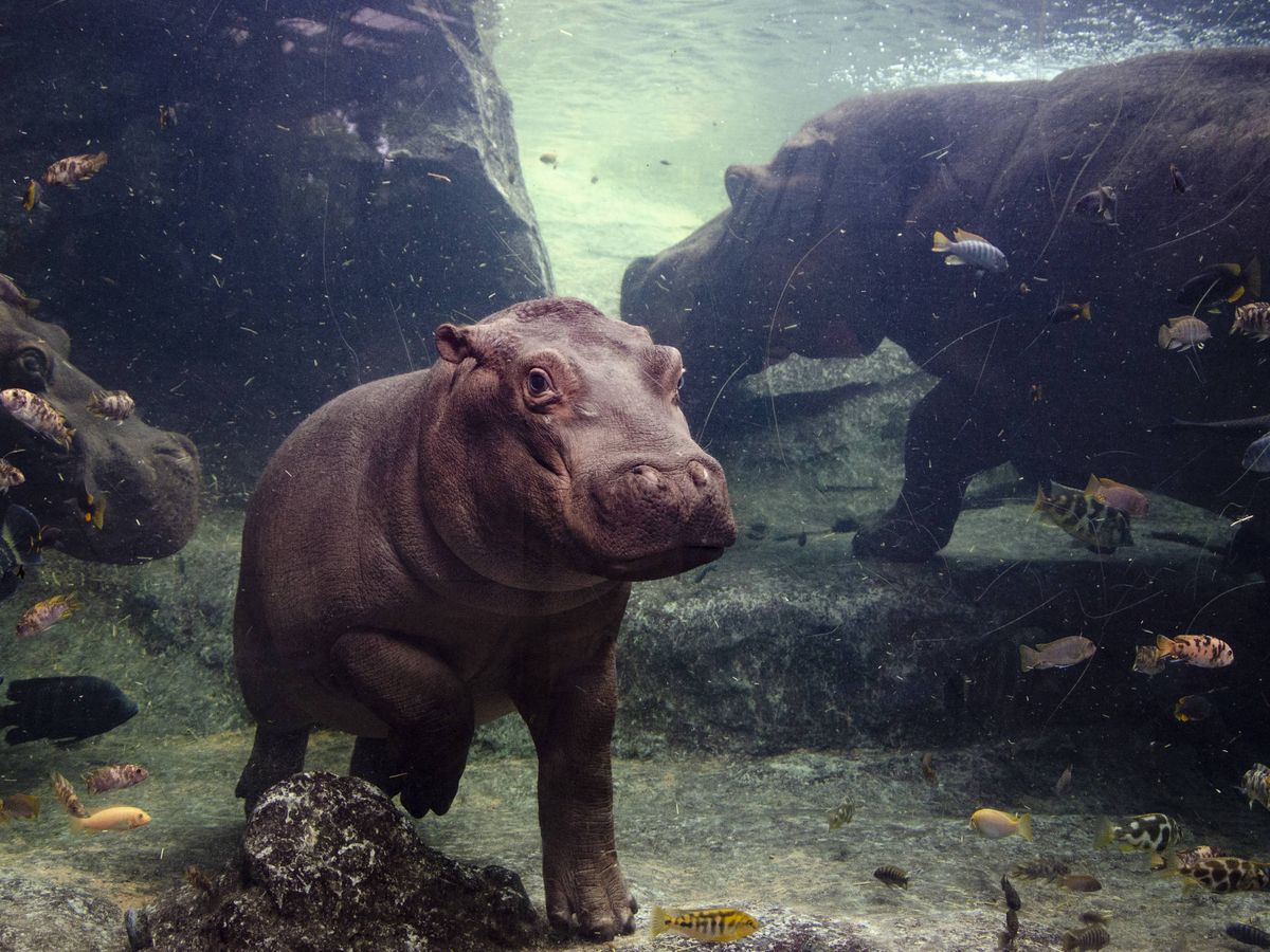 Foto: Gori, el bebé de hipopótamo del Bioparc de Valencia. 