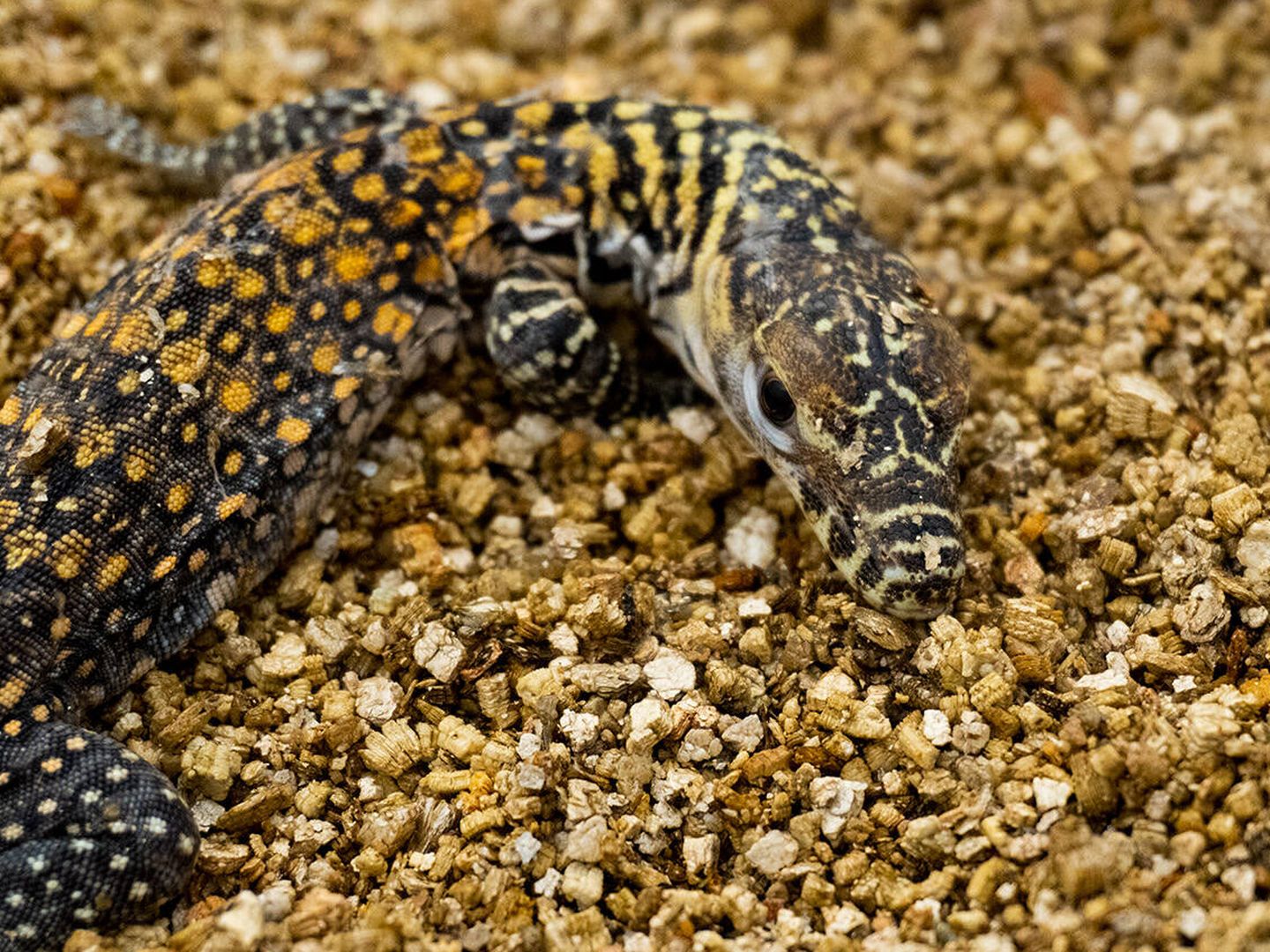 Una de las nuevas crías de dragón de Komodo. (Bioparc Fuengirola)