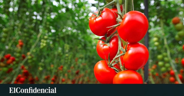 El tomate de Marruecos gana a España en la UE tras caer un 37% las exportaciones