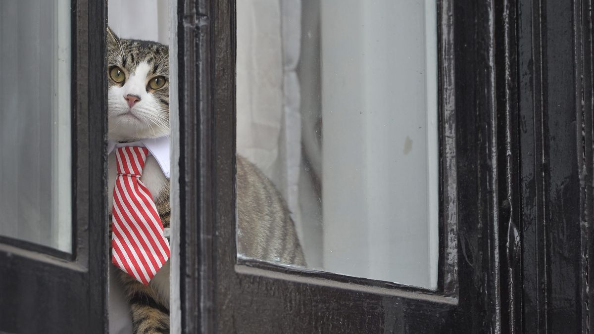 La embajada de Ecuador en Londres da un ultimátum a Julian Assange… sobre su gato