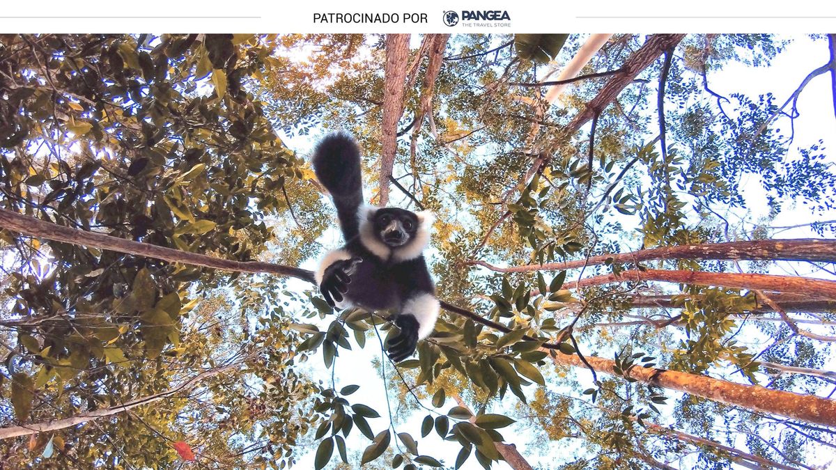 Madagascar: el país de los lémures y la naturaleza por doquier