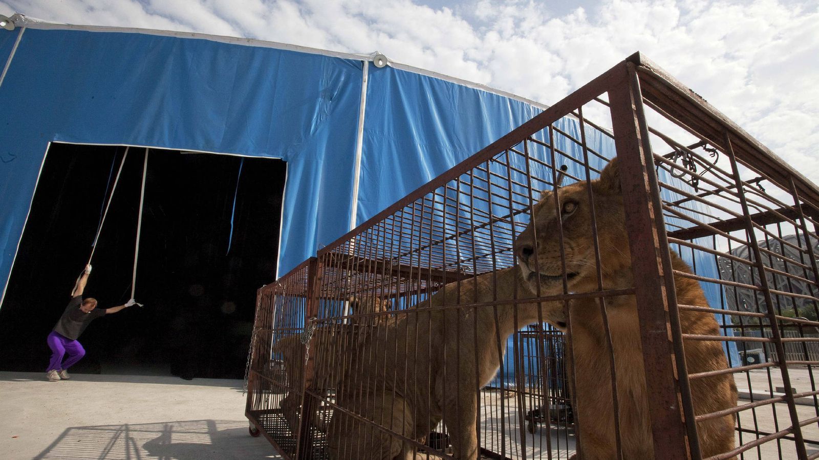Foto:  Leones en una jaula de un circo. (EFE)