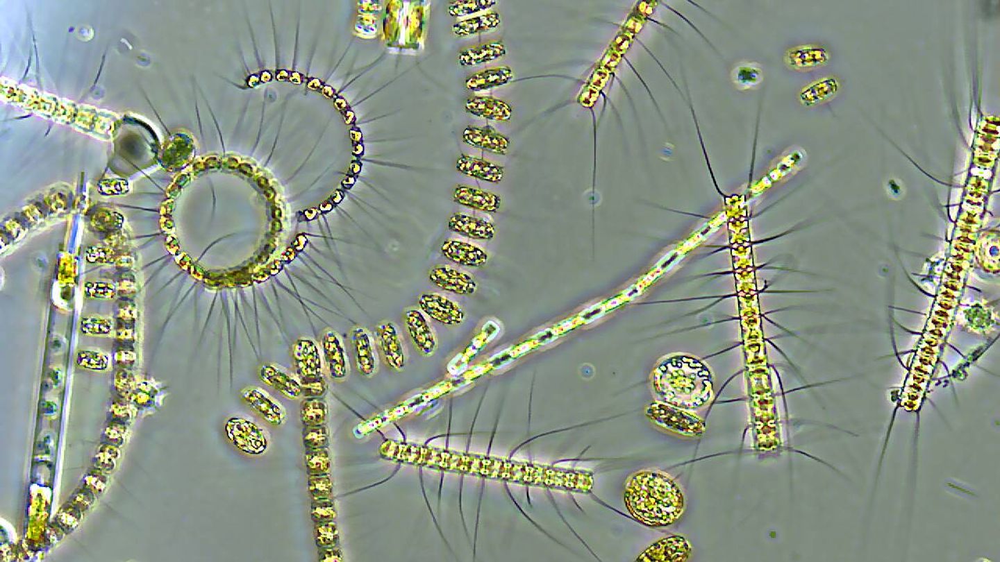 El fitoplancton visto al microscopio.