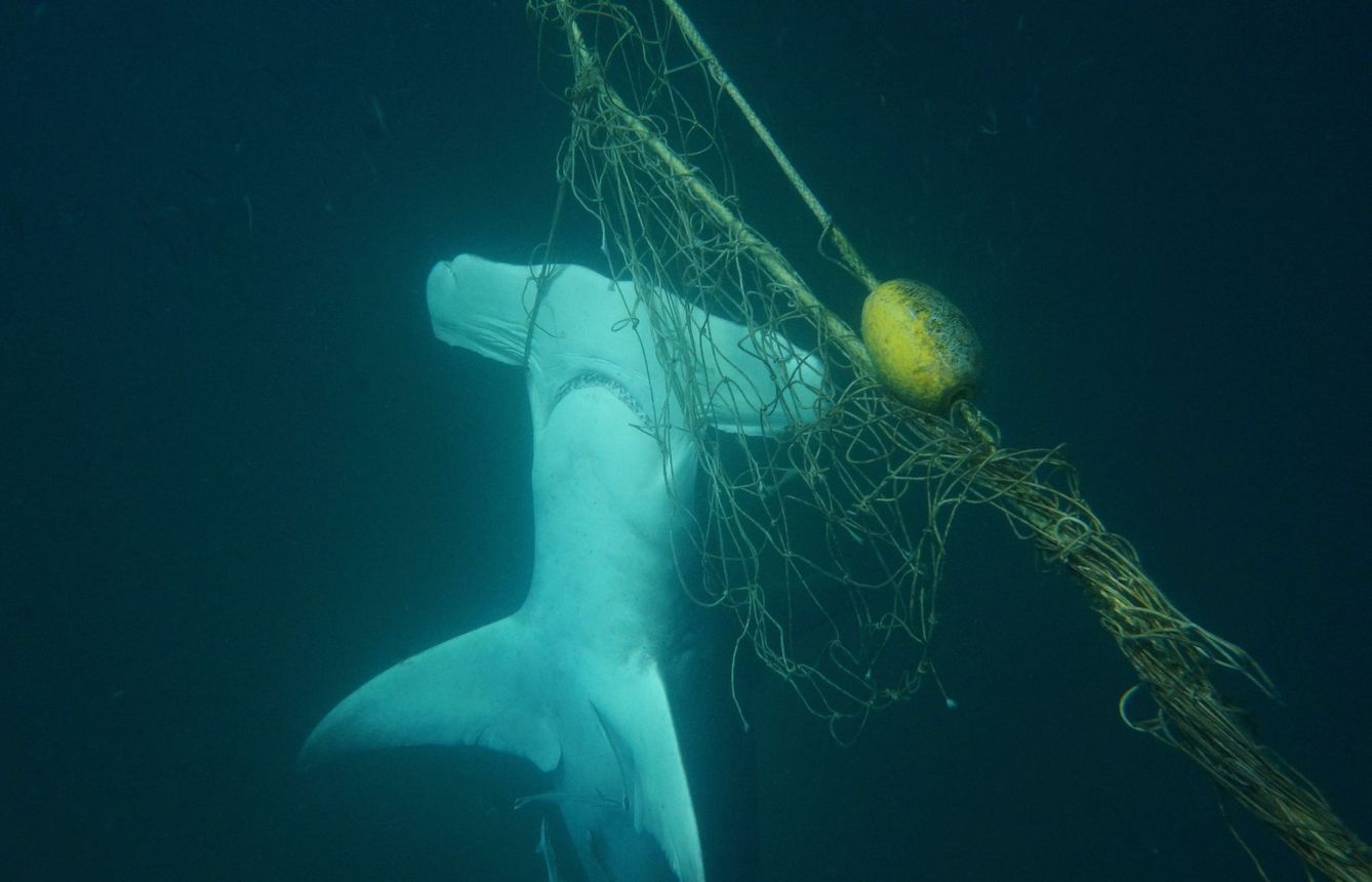 Tiburón martillo atrapado en una red fantasma. (EFE)