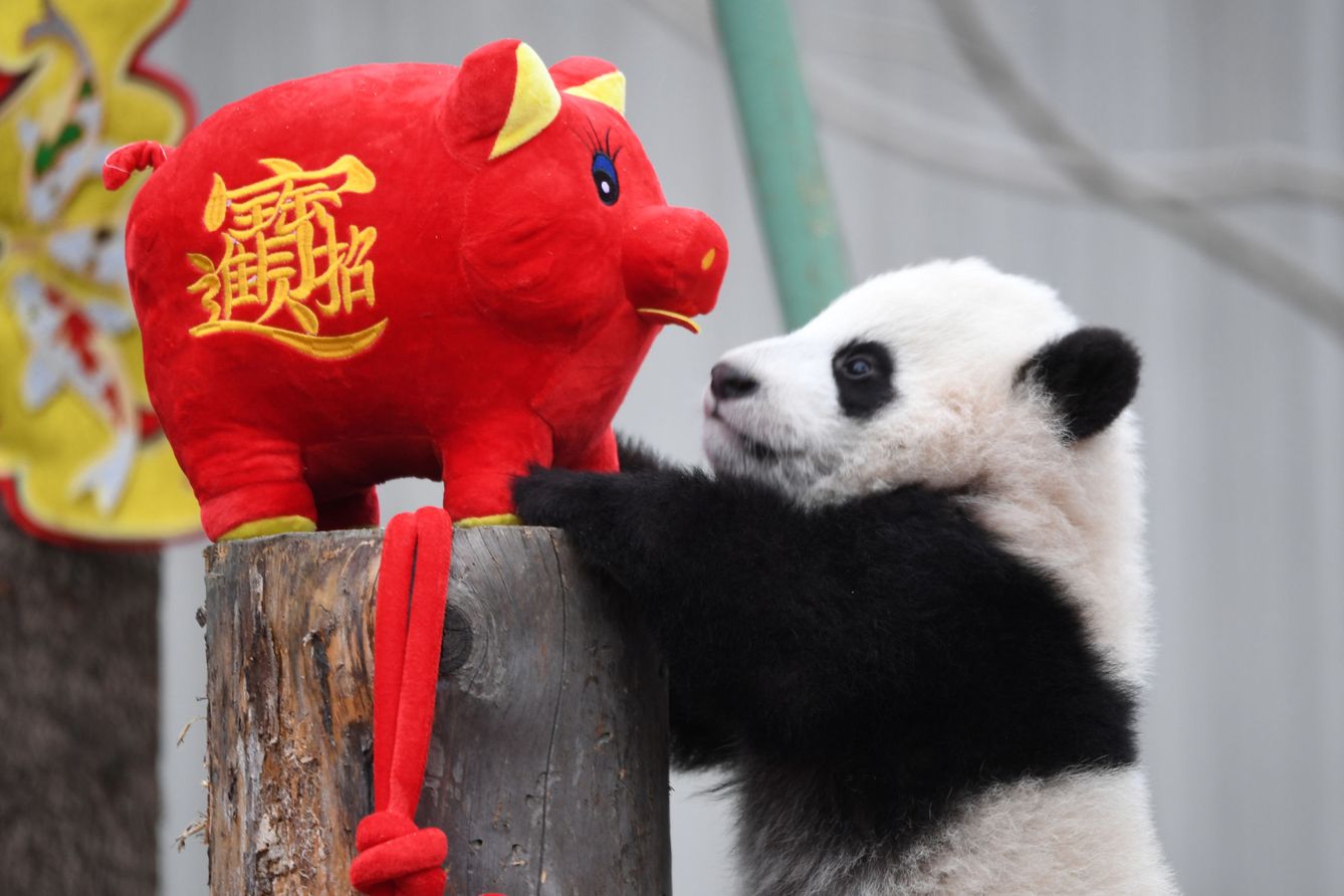 Un panda gigante juega con un cerdo de peluche, el animal de 2019. (Reuters) 