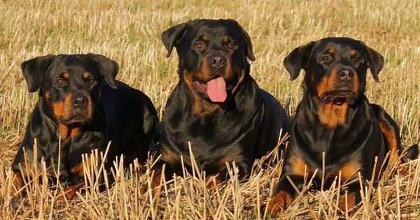 Foto: Tres perros de raza rottweiler. (iStock)