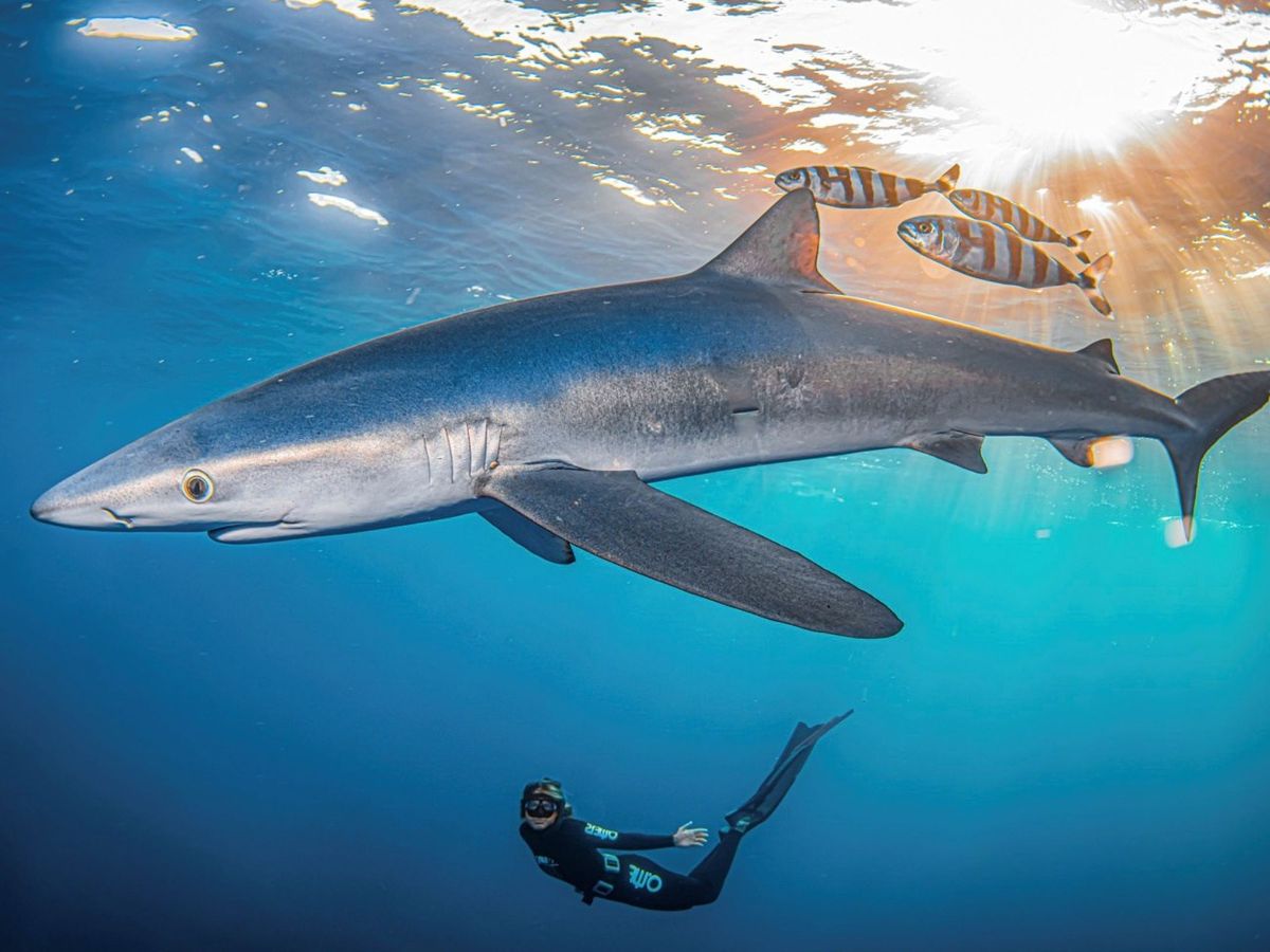 Foto: Bucean sin jaula junto a tiburones en españa para fomentar su conservación