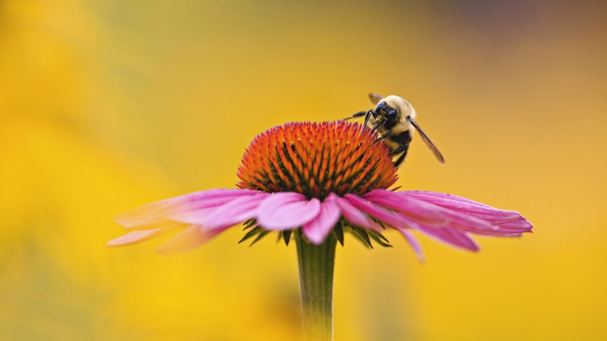 El olor a flores amansa a las abejas: las hace menos agresivas ante las amenazas
