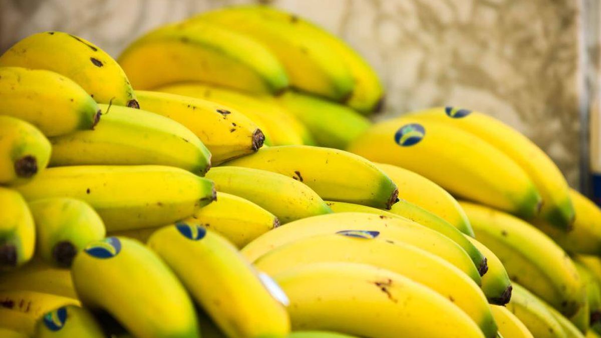 El plátano de Canarias eleva a Bruselas la nueva ley de Planas sobre los precios