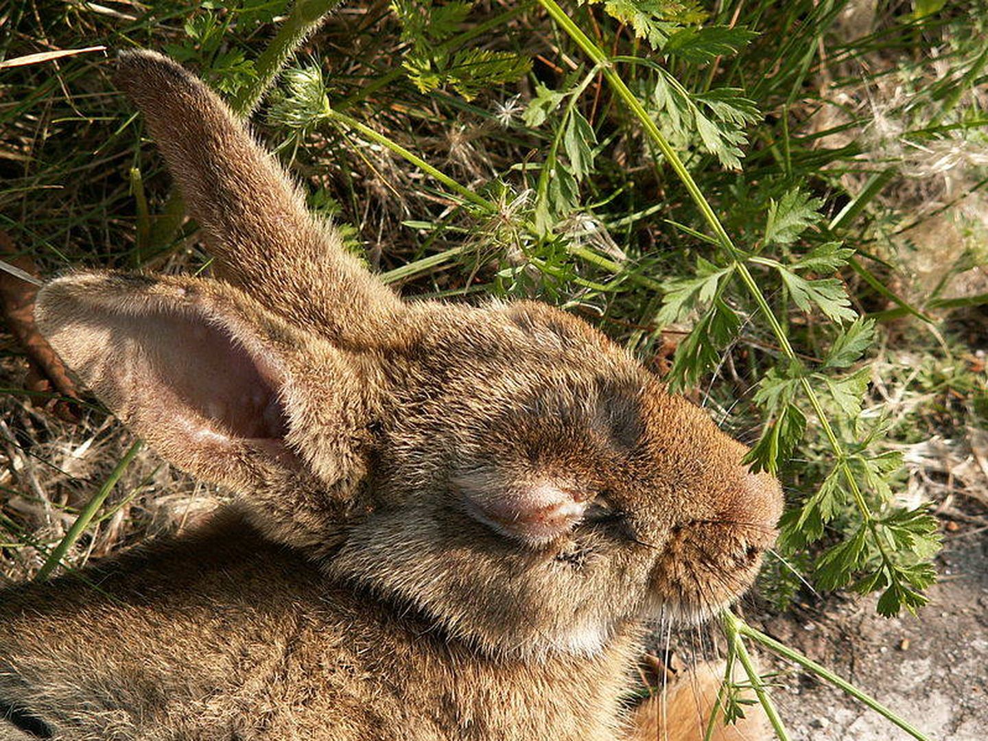 Un conejo con síntomas de mixomatosis come una zanahoria en Holanda. (Piet Spaans)