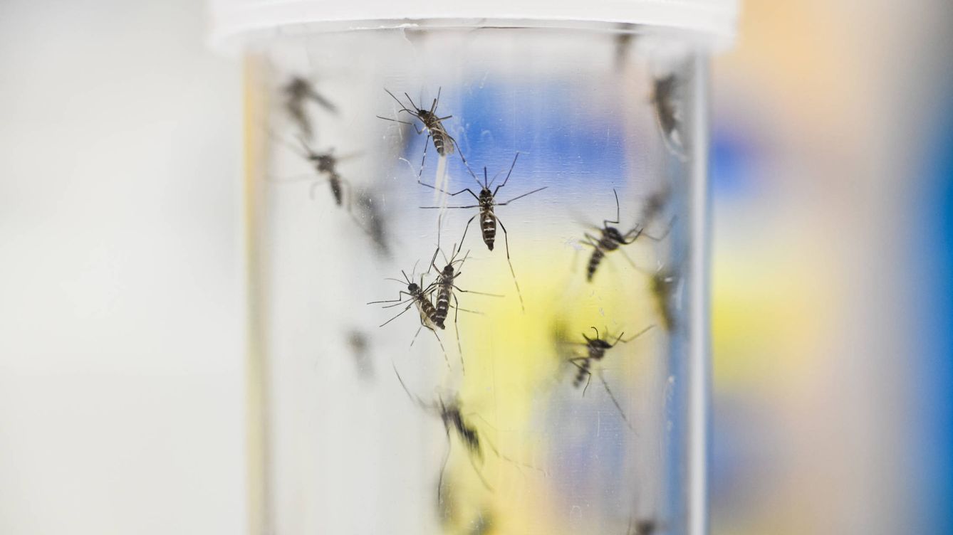 Foto: Mosquitos tigre, en un laboratorio. (Getty)