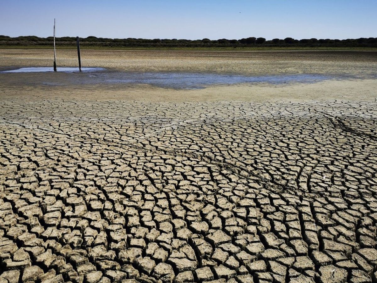 Foto: La laguna más grande de doñana se seca por la sequía y sobreexplotación. (EFE)