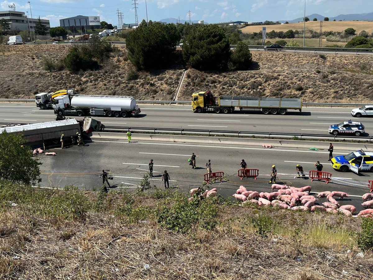 Foto: Cortan una autopista por este accidente que deja a decenas de cerdos en medio de la carretera.(Mossos d'Esquadra)