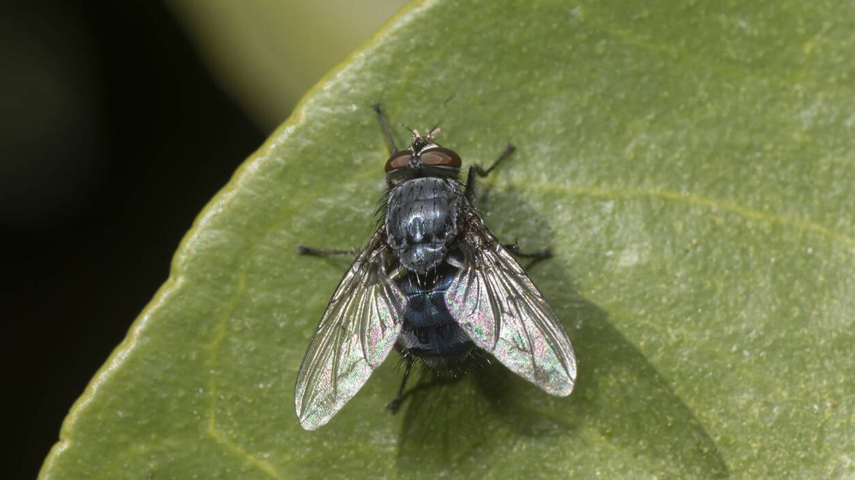 Las moscas que han visto la muerte de cerca no vuelven a ser las mismas, según un estudio