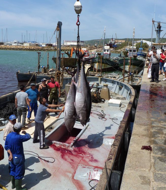 Descarga de atún rojo en Barbate tras la matanza en la almadraba. (M. García Rey / ICIJ)