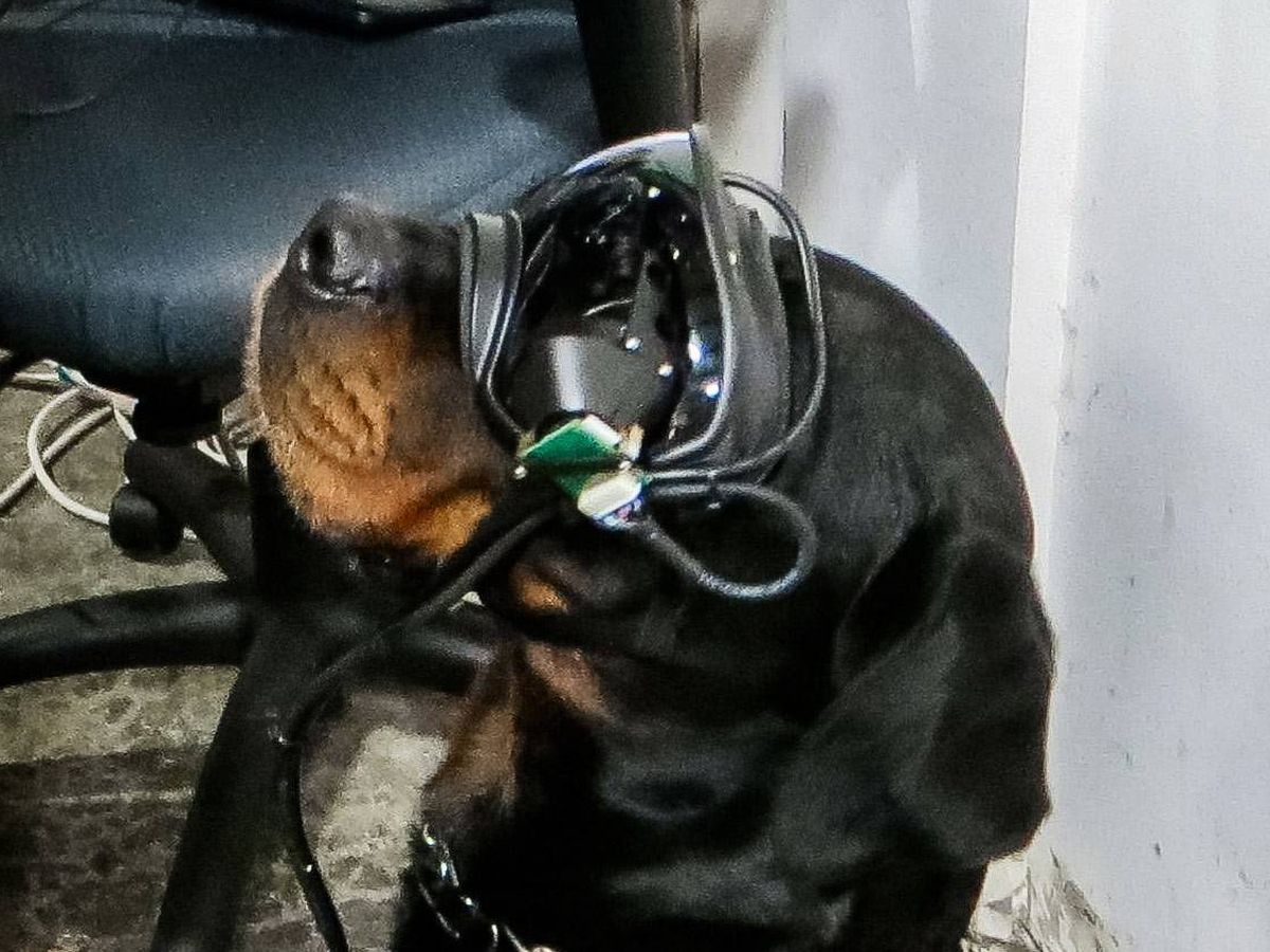 Foto: Un perro con las gafas de realidad aumentada. (US Army)