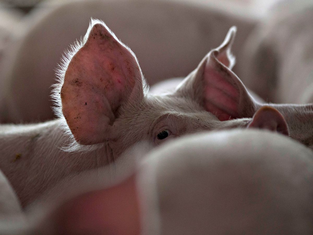 Foto: Las macrogranjas de cerdos tienen un alto impacto ambiental (Reuters/D.Acker)